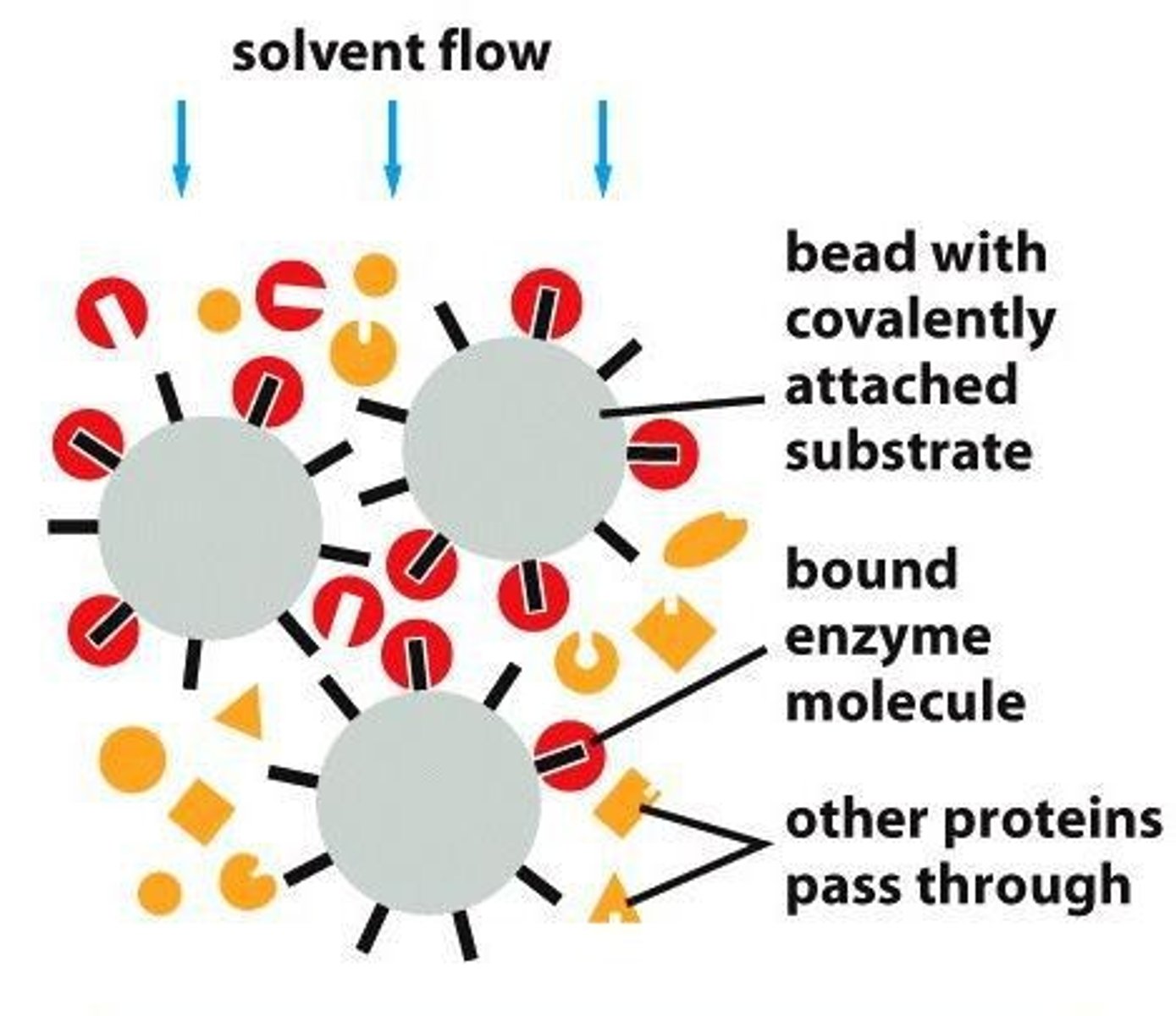 <p>Uses specific interactions to isolate proteins.</p>