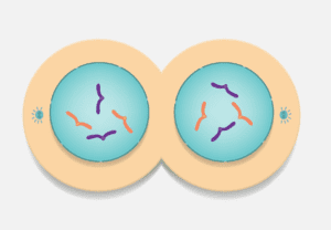<p><strong>The image below shows which phase of mitosis?</strong></p>
