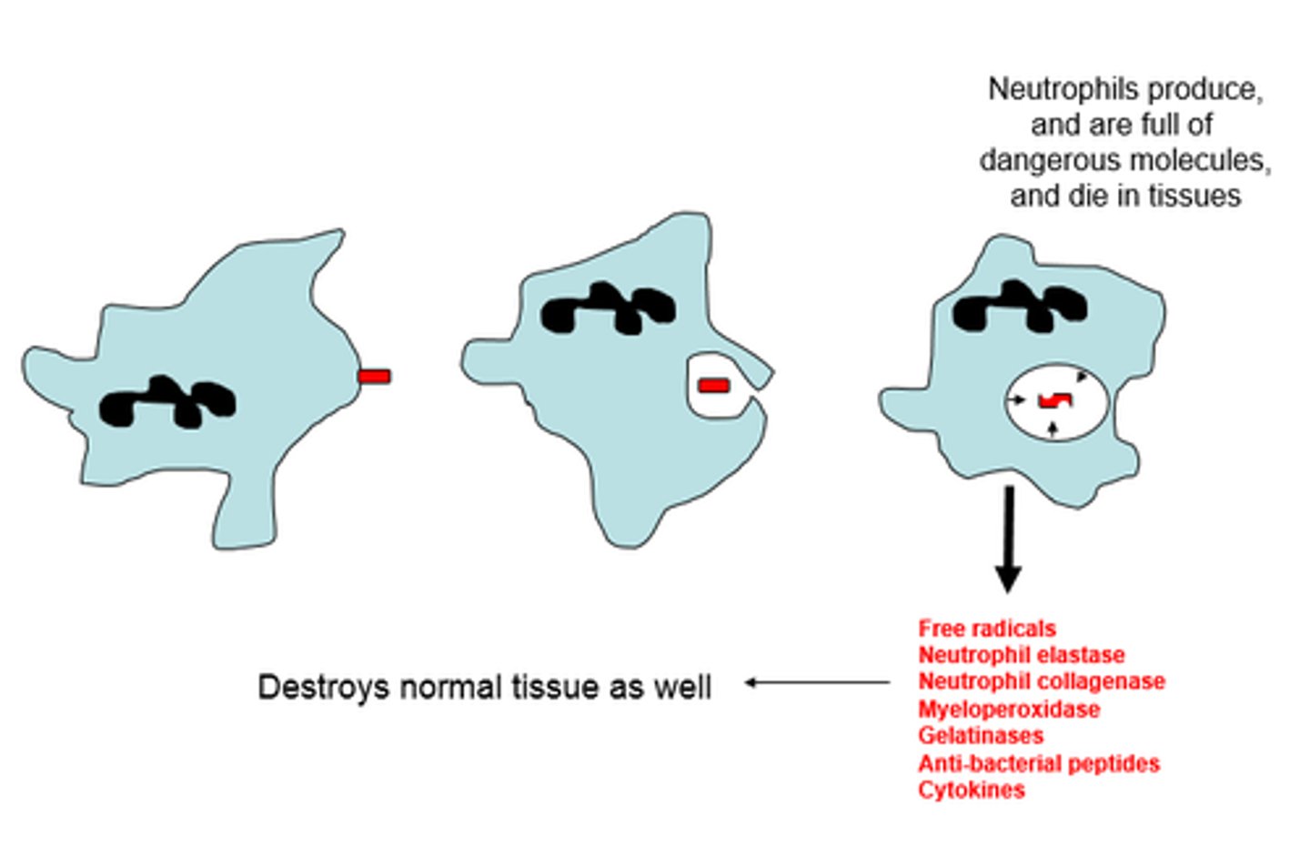 <p>As part of the immune response, neutrophils release ROSs "respiratory burst" to destroy pathogens and clean up dead cells</p>