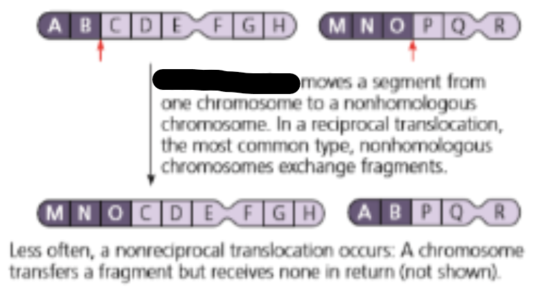 <p>portions of one chromosome move to another chromosome</p><ul><li><p>ex: Emmanuel Syndrome</p></li></ul><p></p>