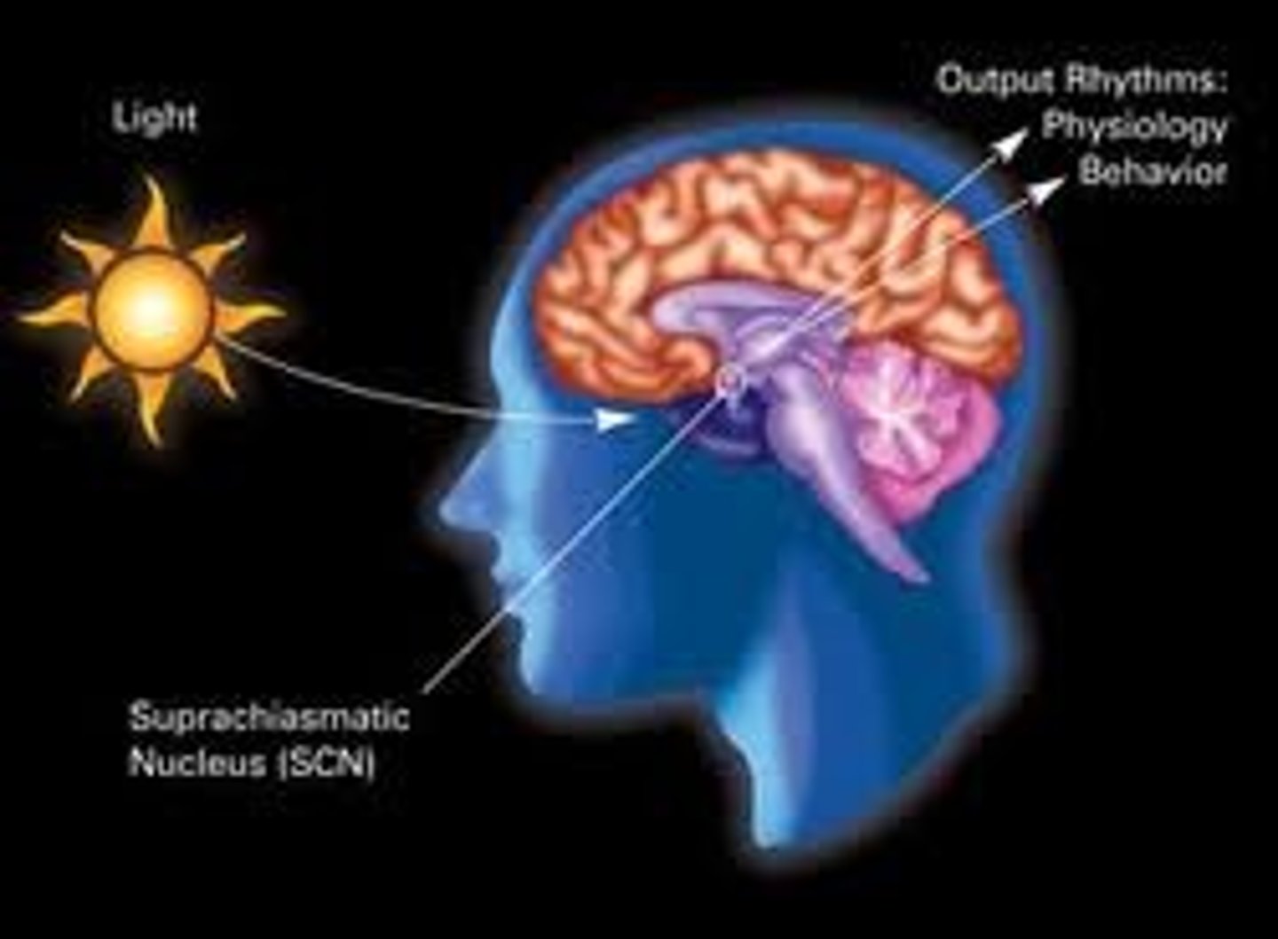 <p>Biological rhythms that occur approximately once every 24 hours</p>
