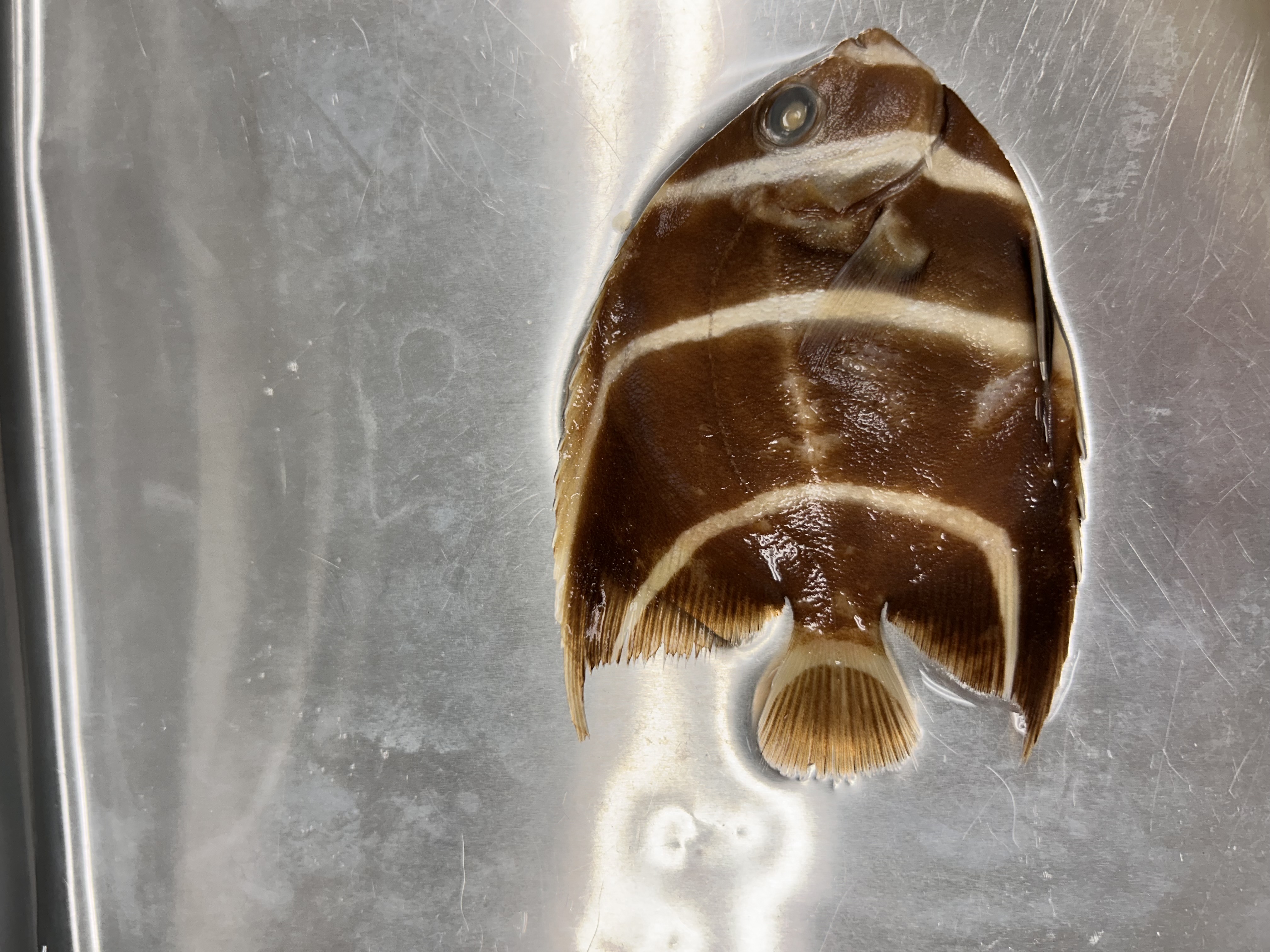 <p>French angelfish</p>