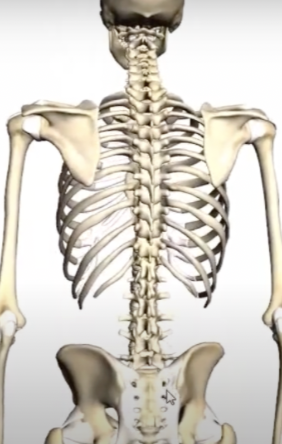 <ul><li><p>extends from the base of the skull all the way down to the pelvis </p></li><li><p>24 articulating vertebra, which are little individual bones </p></li></ul><p></p>