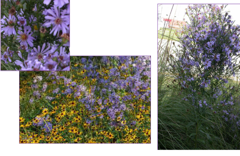 -thicker petals that are expanded distally