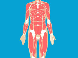 <p>movement, maintain temperature</p>