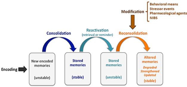 <p>Increased vulnerability to interference or misinformation.</p><ul><li><p>its called the reconsolidation window - the memory can be changed at any time</p></li></ul><p></p>