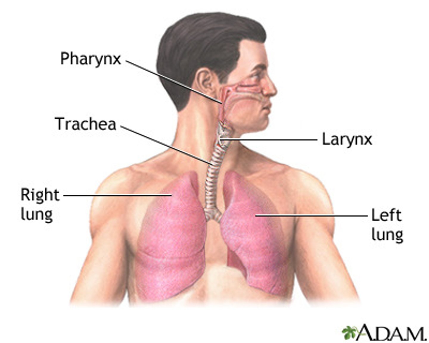 <p>air passage extending from the larynx into the thorax and into the lungs</p>