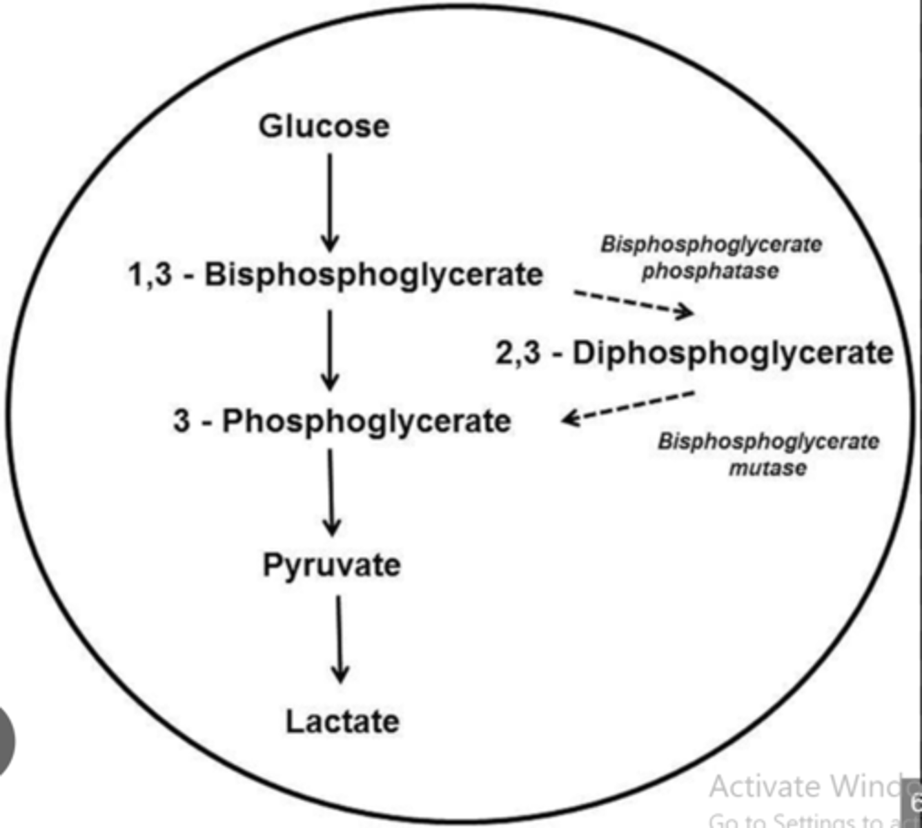 <p>b. Bisphosphoglycerate mutase</p>