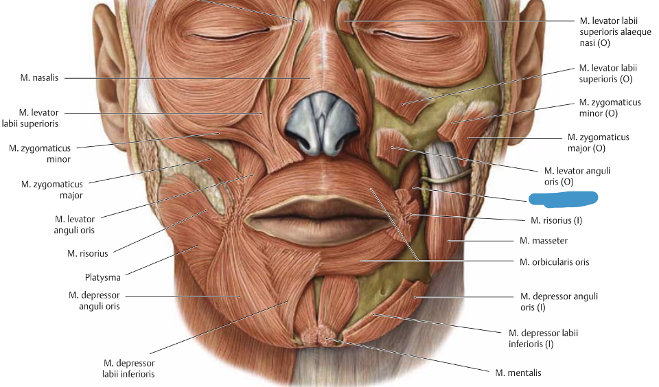 <p>m. buccinator → surub põse vastu hambaid, tekitab “pumbaefekti”</p>