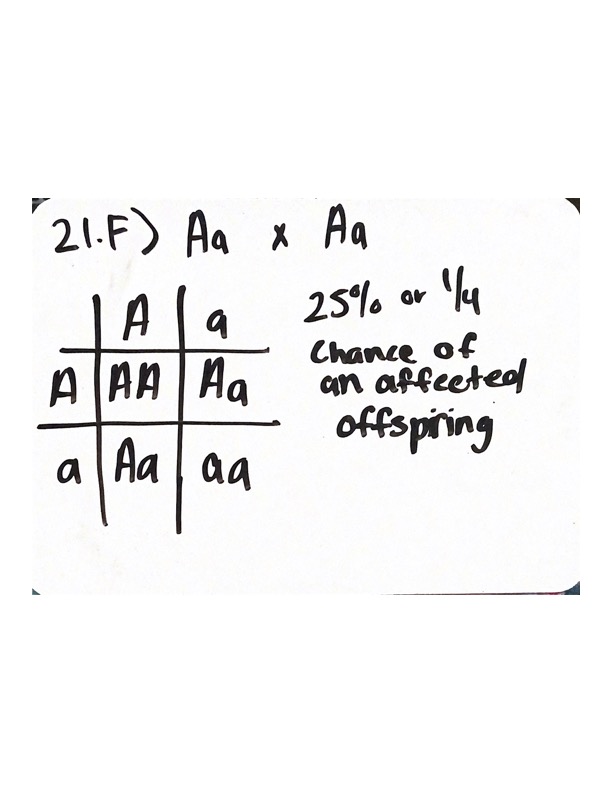 <p>D. <u>Most likely recessive,</u> the disease appears to skip a generation in Gen I, and also there are unaffected parents that have affected offspring (Gen I with II-2; Unaffected II-4 &amp; II-5 producing affected III-5 &amp; III-6</p><p></p><p>E. <u>Most likely autosomal,</u> there isn’t a pattern of affect mothers leading to affected sons (sex-linked recessive) or affected fathers leading to affected daughters (sex-linked dominant). There doesn’t appear to be a majority of affected males (a characteristic of sex-linked recessive)</p><p></p><p>F. (Image attached)</p><ul><li><p><em>If this is most likely an Autosomal recessive pedigree, and the offsprings in Gen III are affected, the both parents must be carriers of the recessive allele if they are unaffected (aka heterozygous)</em></p></li><li><p>And the odds of producing another affected offspring (aa) remains the same despite already having affected offspring</p></li></ul>