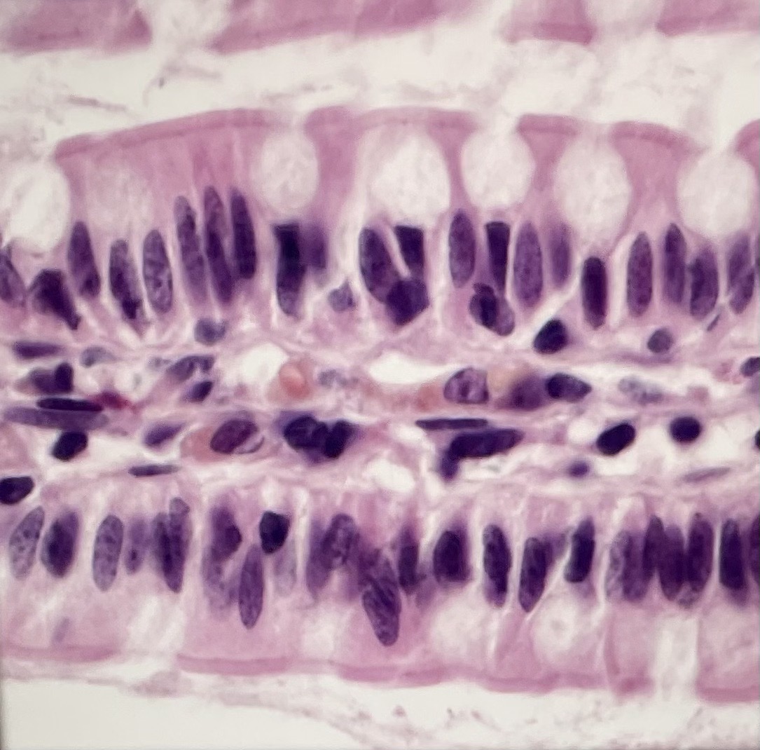 <p>What tissue type is this? What is its function?</p>