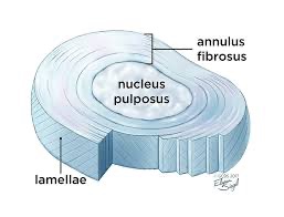 <p>intervertebral discs</p>
