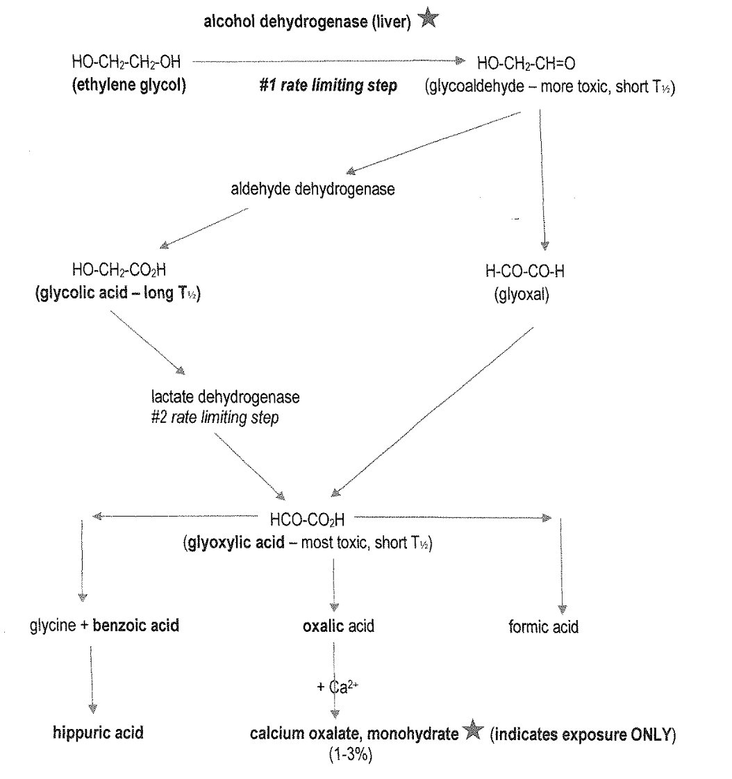 <p><strong>glyoxylic acid breaks down to </strong></p><ul><li><p>glycine+benzoic acid → hippuric acid</p></li><li><p>oxalic acid → with calcium → calcium oxalate, monohydrate </p></li><li><p>formic acid </p></li></ul><p></p>