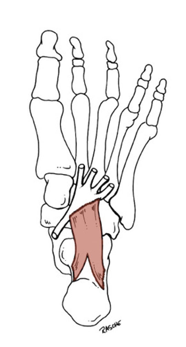 <p>Tendon of flexor digitorum longus muscle</p>