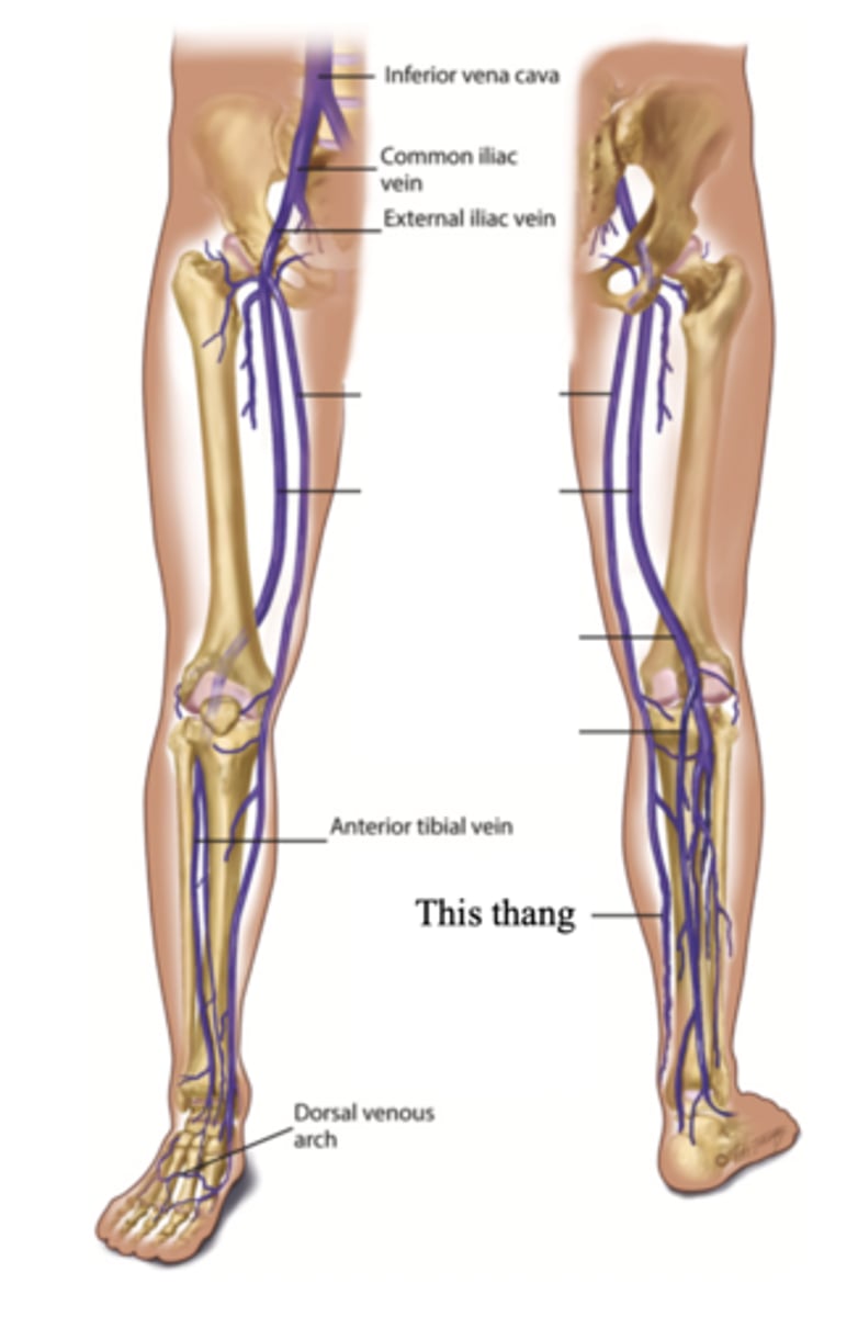 <p>The superficial vein in the leg that starts at the medial side of the dorsum of the foot., then ascends in front of the medial malleolus. It crosses the tibia obliquely and ascends along the medial side of the thigh</p>