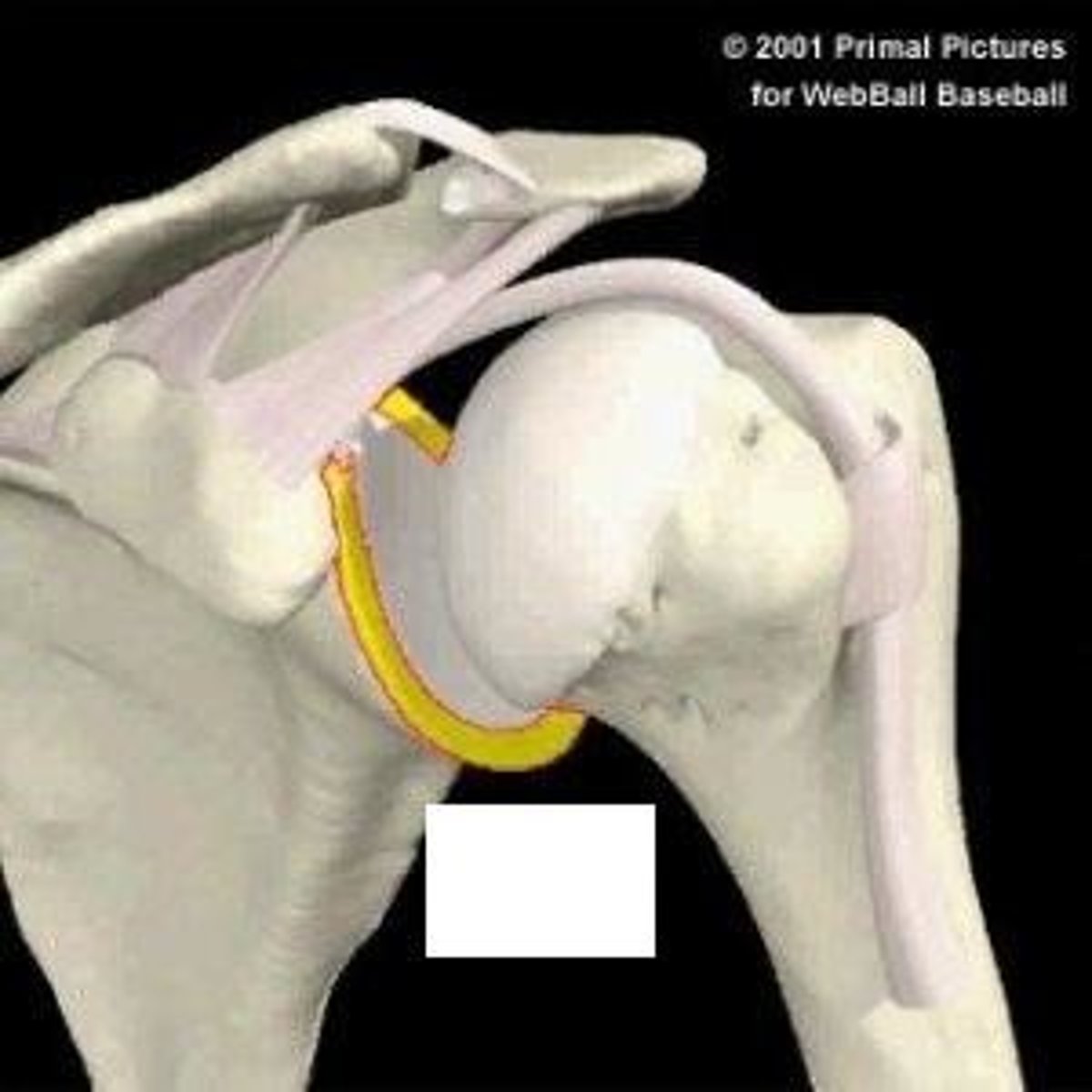 <p>fibrocartilage ring that deepens glenoid cavity by 50%</p>