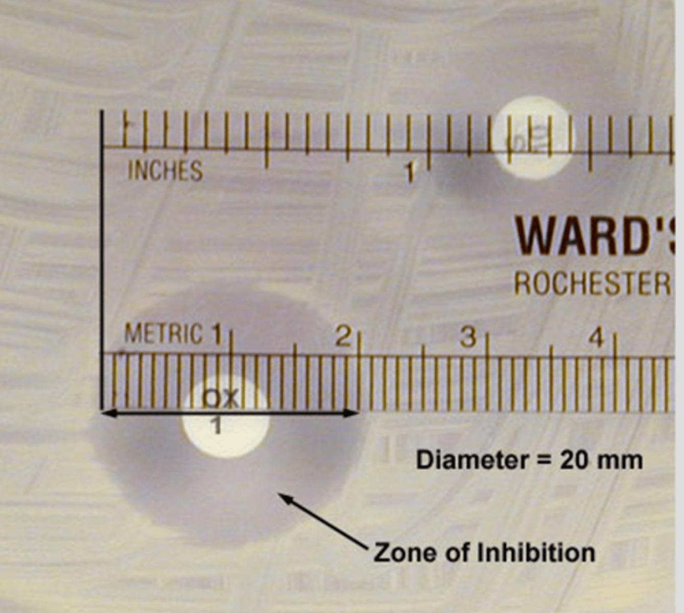 <p>Zone alone is not indicative of the efficacy of an antimicrobial </p><p>-the larger the zone of inhibition the the more susceptible the bacteria is to the antibiotic</p><p>-direct comparison of zone diameter produced by unrelated antimicrobials are misleading and should not be made</p>
