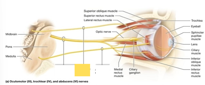 <p><span style="background-color: transparent; font-family: &quot;Times New Roman&quot;, serif;"><span>innervate superior oblique muscle which moves the eye medially and inferiorly (outward and downward)</span></span></p>