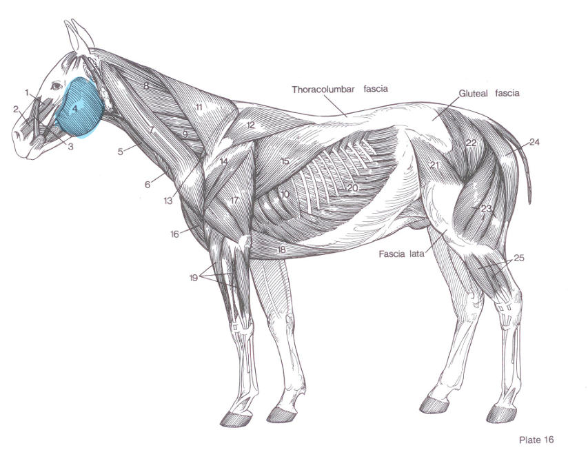 <p>Name of highlighted muscle?</p>