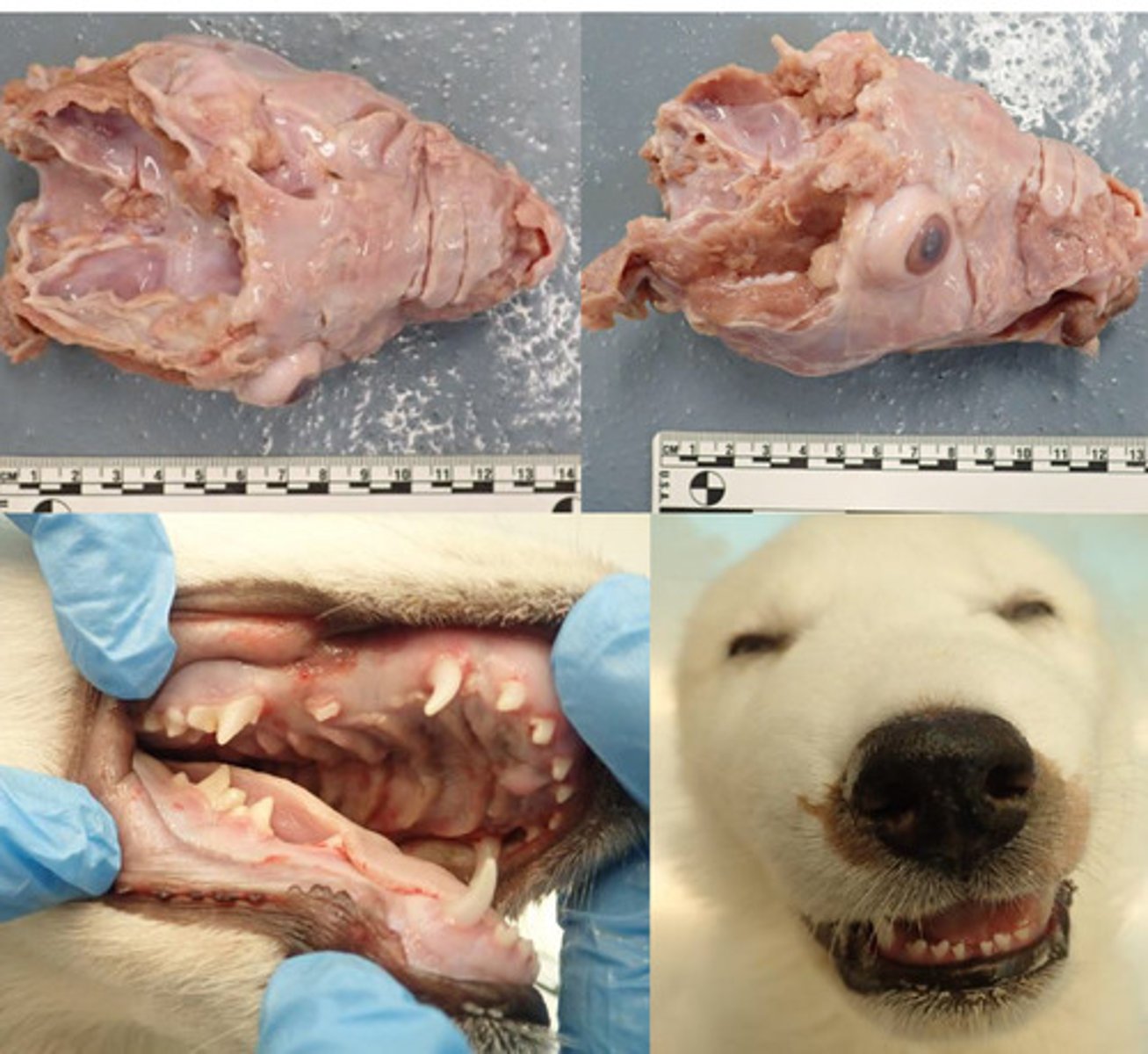 <p>Identify the pathology:</p>