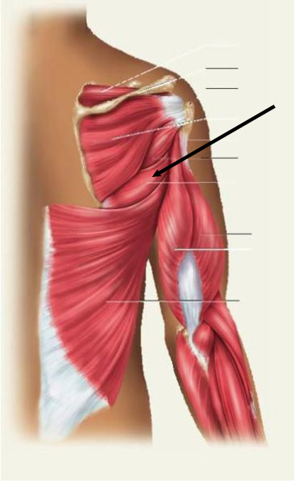 <p>The muscle indicated in the figure of the upper torso is</p>