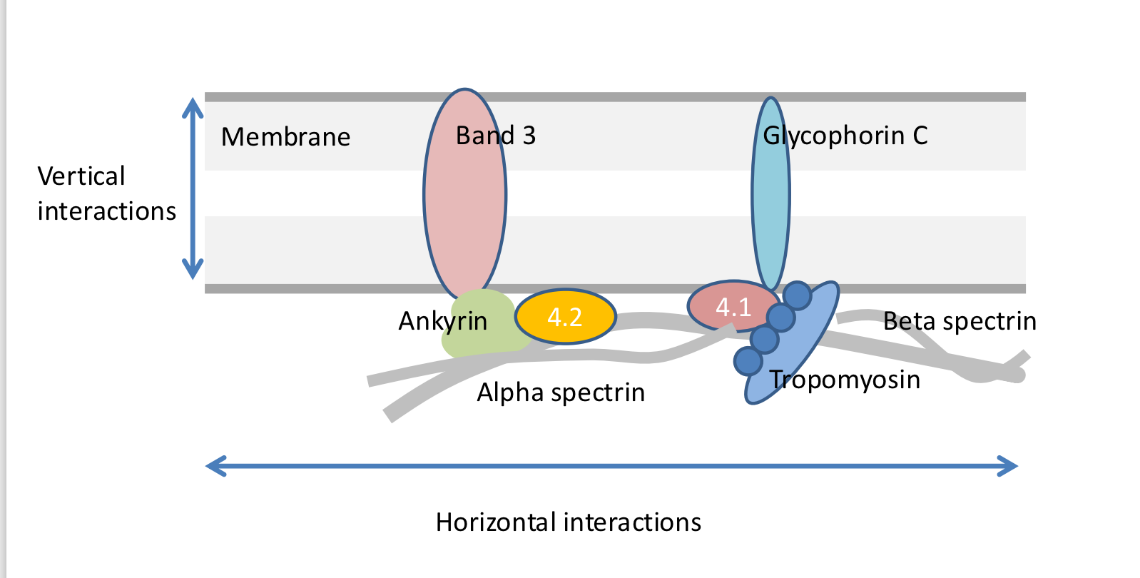 <ul><li><p>spectrin</p></li><li><p>ankyrin </p></li><li><p>protein 4.2</p></li><li><p>actin</p></li></ul><p></p>