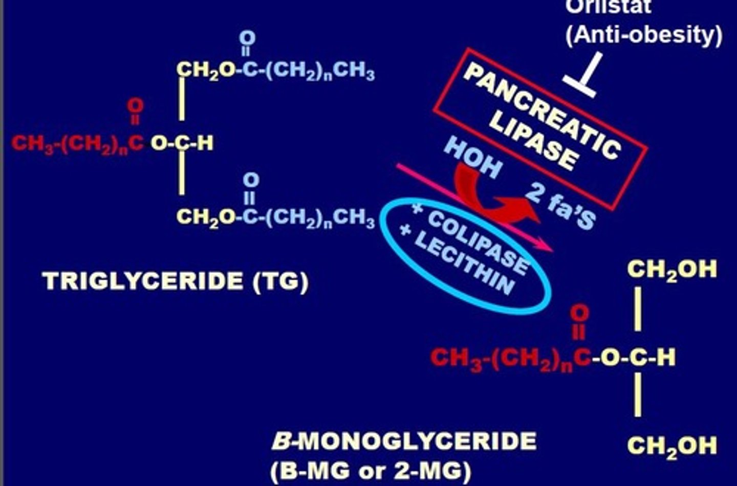<p>TG--> colipase, lecithin, pancreatic lipase, HOH, 2 FAs--> B-monoglyeride (B-MG or 2-MG)<br><br>occurs outside the cell and then TG gets reformed back to TG inside the cell</p>