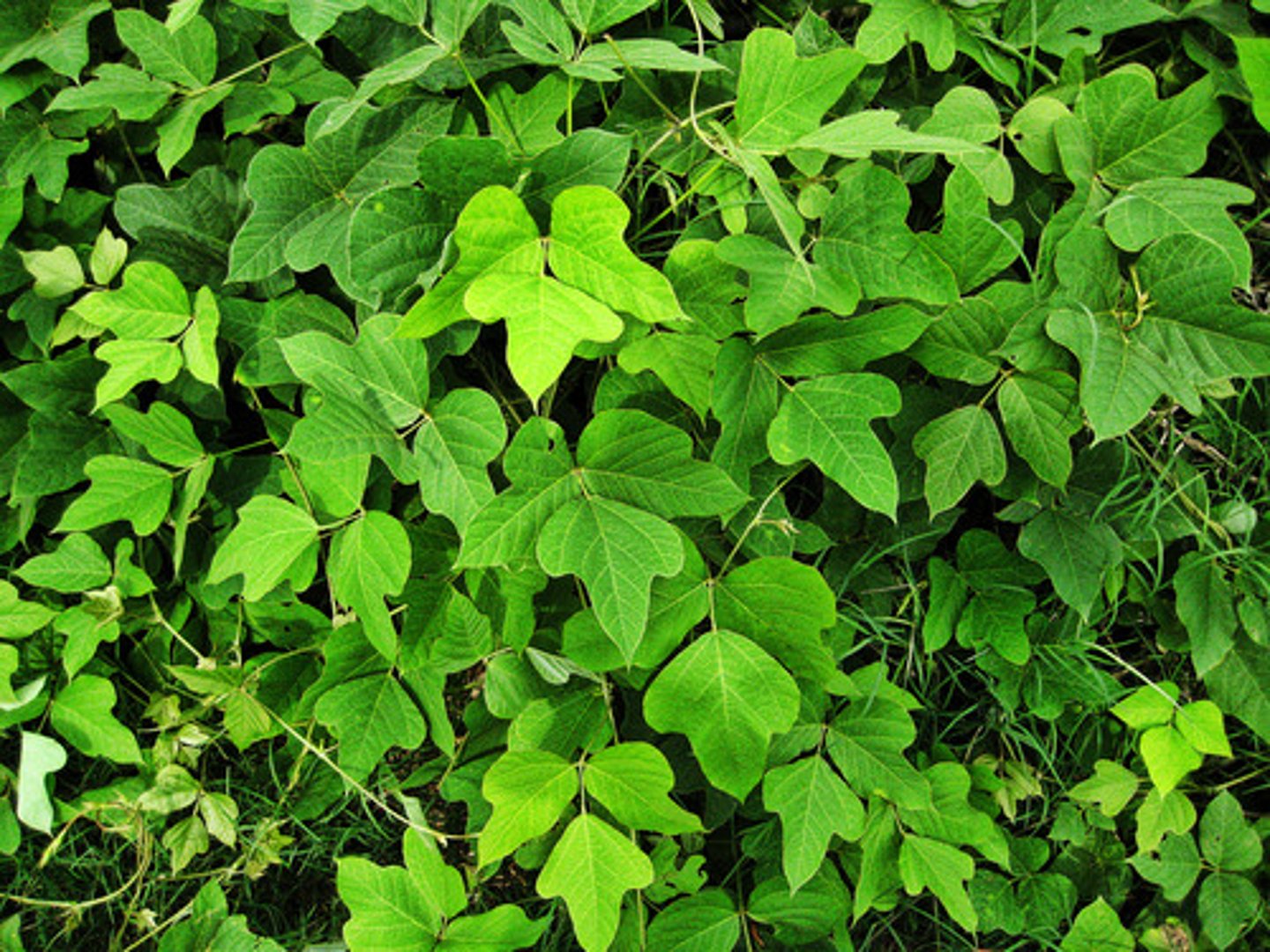 <p>Pueraria lobata</p>