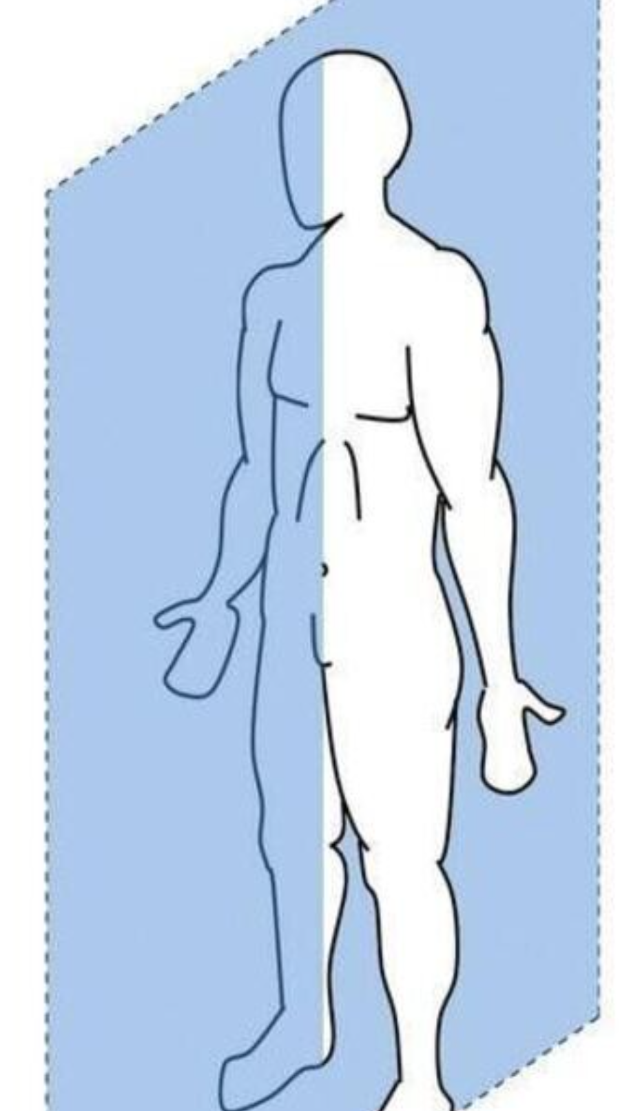 <p>Which plane shows L/R halves?</p>