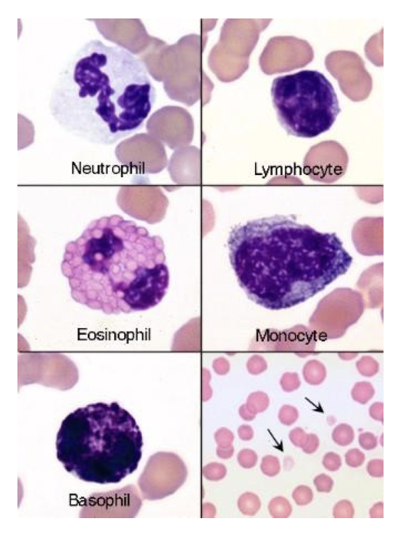 <p>What animal blood is this?</p>