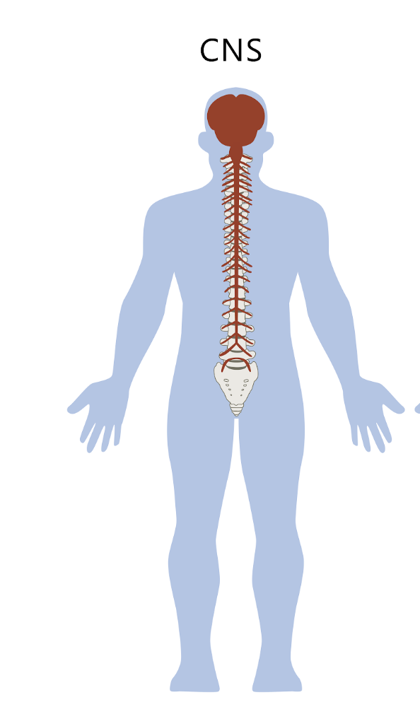 <ul><li><p>made of brain and spinal cord, which integrate information and initiate actions</p></li></ul><p></p>
