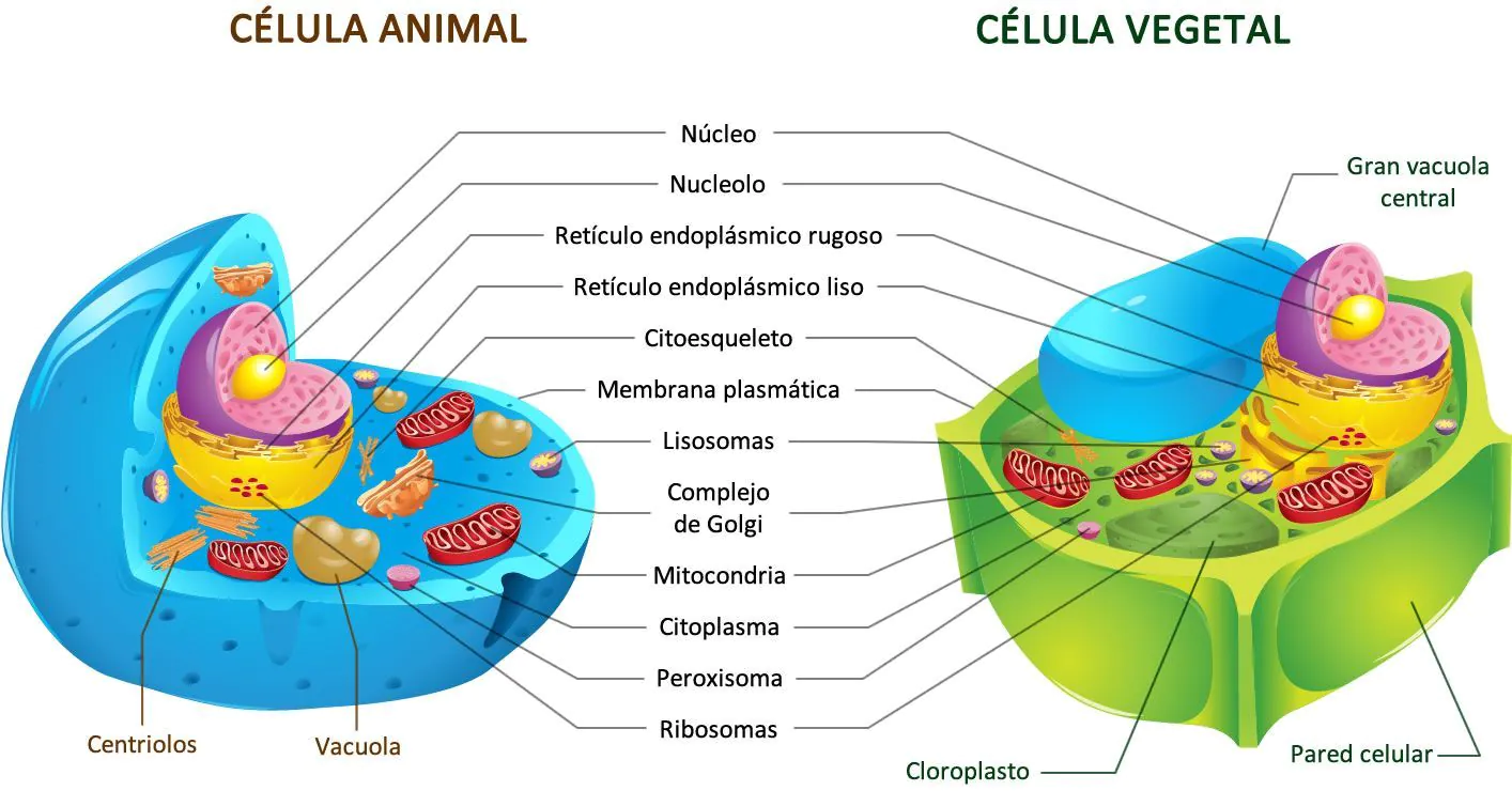 <p><span>&nbsp;Possuem parede celular (celulose), cloroplastos (fotossíntese), e um grande vacúolo central.</span></p>