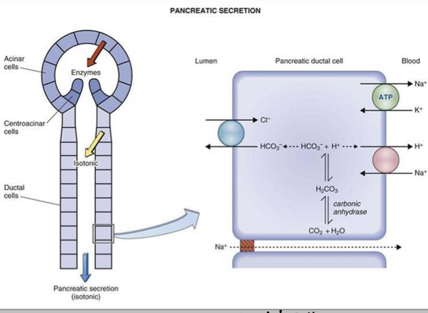 <p>What do acinar cells produce?</p>