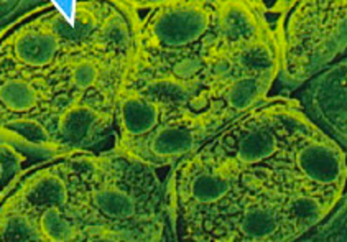<p>Starch granule</p>