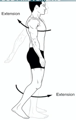<p>a movement that increases the angle between two body parts. At the elbow: increasing the angle between the ulna and the humerus. At the knee: straightens the lower limb</p>
