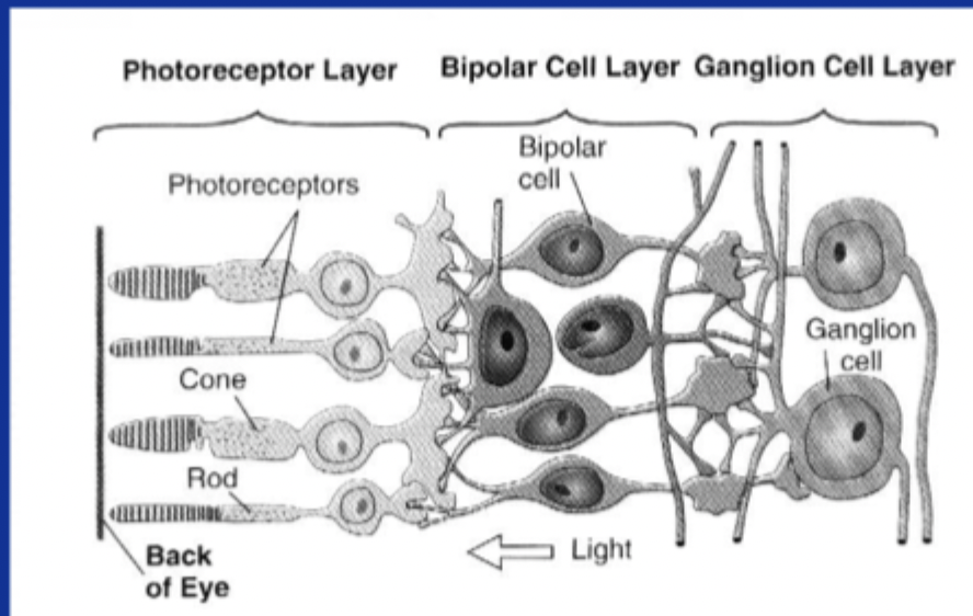 <ul><li><p>Surrounds the eye </p></li><li><p>Contains photoreceptors (rods &amp; cones) that <strong>convert electromagnetic energy into neural signal</strong></p></li></ul><p></p>