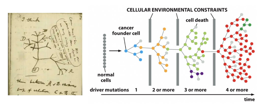 <ul><li><p>Viewed as a multistep evolutionary process <strong>driven by mutations</strong></p></li><li><p><strong>Mutations are the driving force</strong></p><ul><li><p>of iterative cycles of selection and clonal expansion</p></li><li><p>Due to proliferative advantage!</p></li></ul></li></ul><p><em>constantly changing and evolving with mutations to get better at proliferation</em></p>
