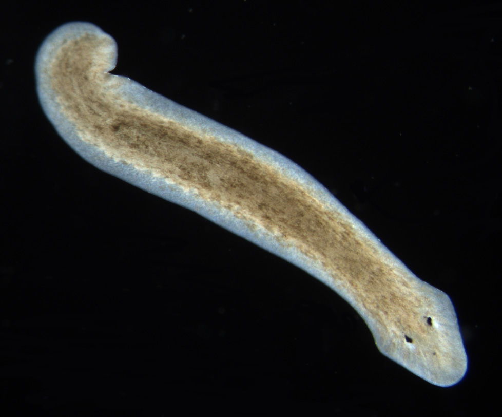 <p>Platyhelminthes (Turbellaria); free-living flatworm</p>