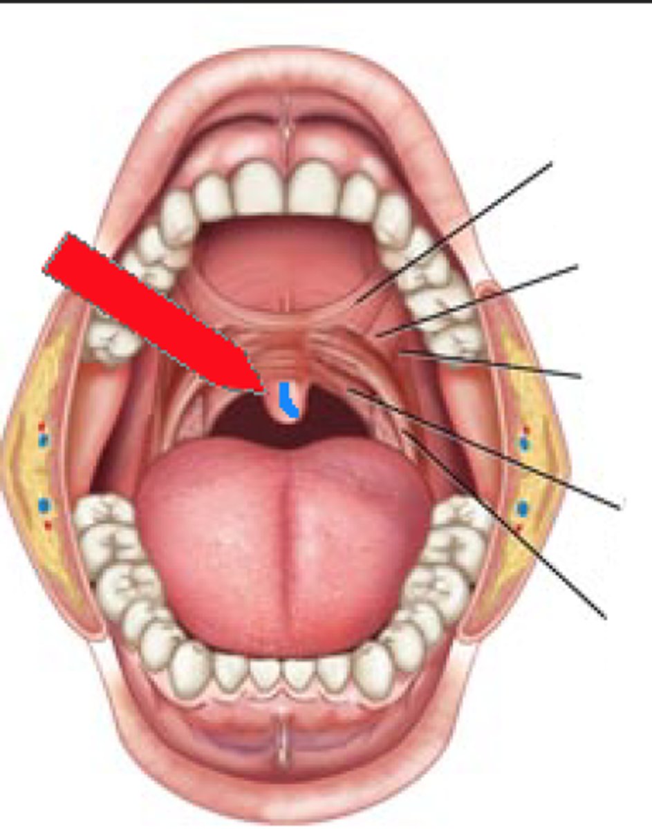 <p>the part of the soft palate that hangs down in the back of the throat; prevents food from entering the nasal cavity</p>