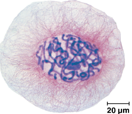 <p>Genetic material (DNA)</p>