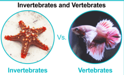 <p><strong>Invertebrates (95%):</strong> have a hard <em>external </em>skeleton, made of <em>chitin </em>and called exoskeleton (ex: crabs)</p><p><strong>Vertebrates:</strong> have a hard <em>internal </em>skeleton made of <em>bone </em>or <em>cartilage </em>(ex: fish)</p><ul><li><p>also have a dorsal backbone or notochord</p></li></ul><p></p>