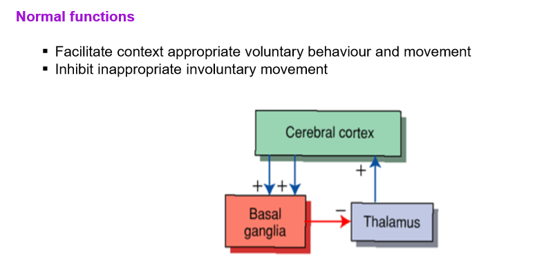 <ul><li><p>regulates corticospinal tract and descending pathways </p></li></ul><p></p>