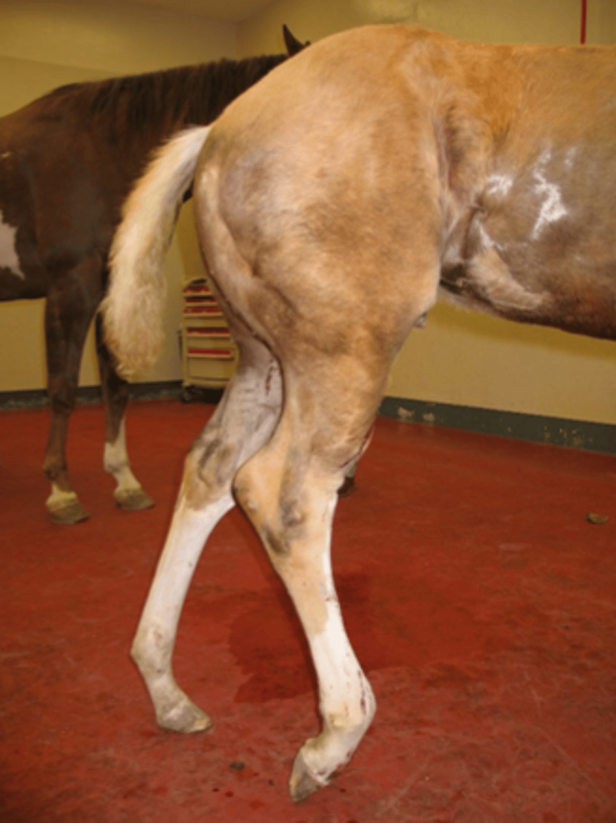 <p>What is the correct type of coaptation for this tibial fracture?</p>