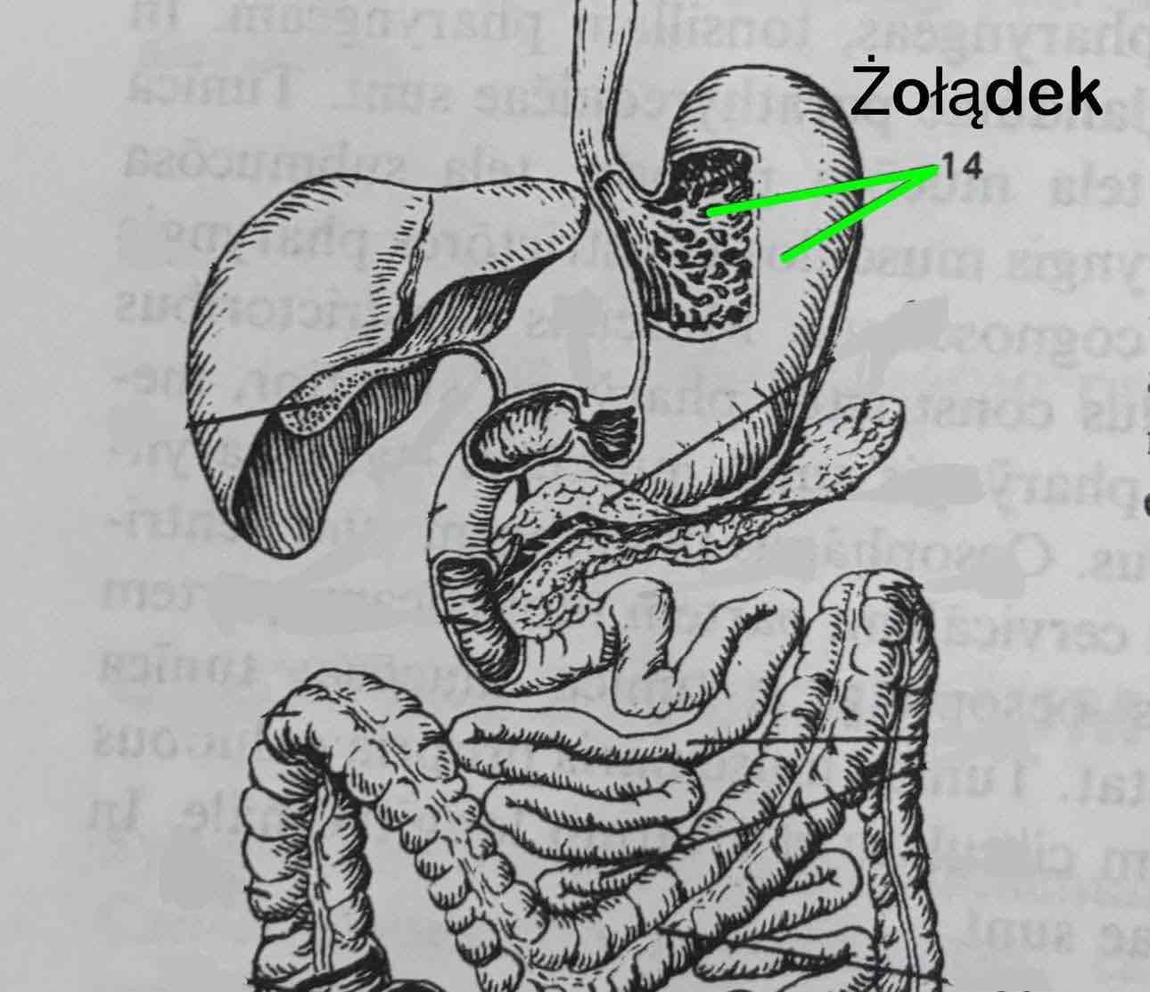 <p>Ventriculus</p>