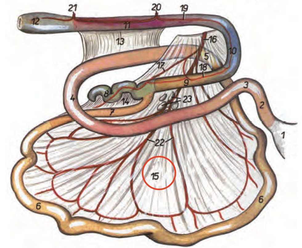 <p>Jejunums krös</p>