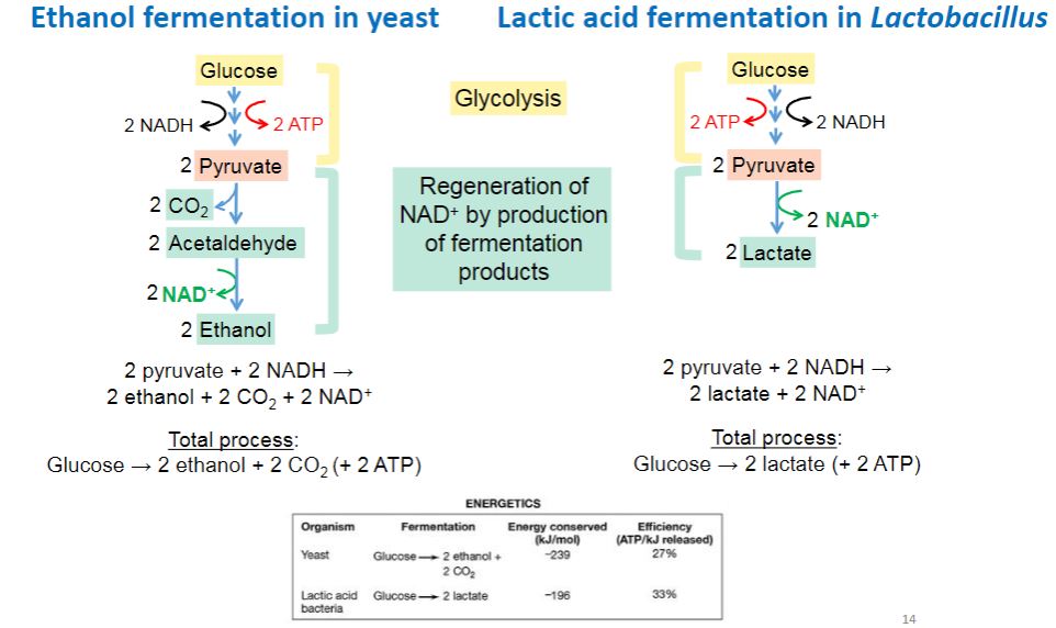 <p>Ethanol fermentation in yeast and lactic acid fermentation</p>