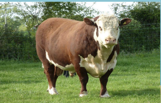 <p>what breed? </p>