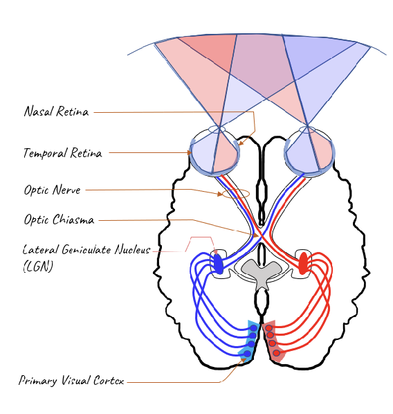 <ul><li><p>“Flees the retina”</p></li><li><p>Retina to Thalamus to Primary visual cortex</p><ul><li><p><em>Retina</em> – receives sensory information</p></li><li><p><em>Optic </em><strong><em><u>N</u></em></strong><em>erve</em> – before decussation</p></li><li><p><em>Optic Chiasm</em> – decussation (partial)</p></li><li><p><em>Optic </em><strong><em><u>T</u></em></strong><em>ract</em> – after decussation</p></li><li><p><em>Lateral Geniculate Nucleus (<u>of the thalamus</u>)</em></p></li><li><p><em>Primary Visual Cortex</em> (V1 or Brodman’s 17)</p></li></ul></li></ul><p></p><p><em>**Remember: “N” before “T”</em></p>