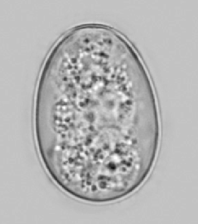 <p>whats this</p>