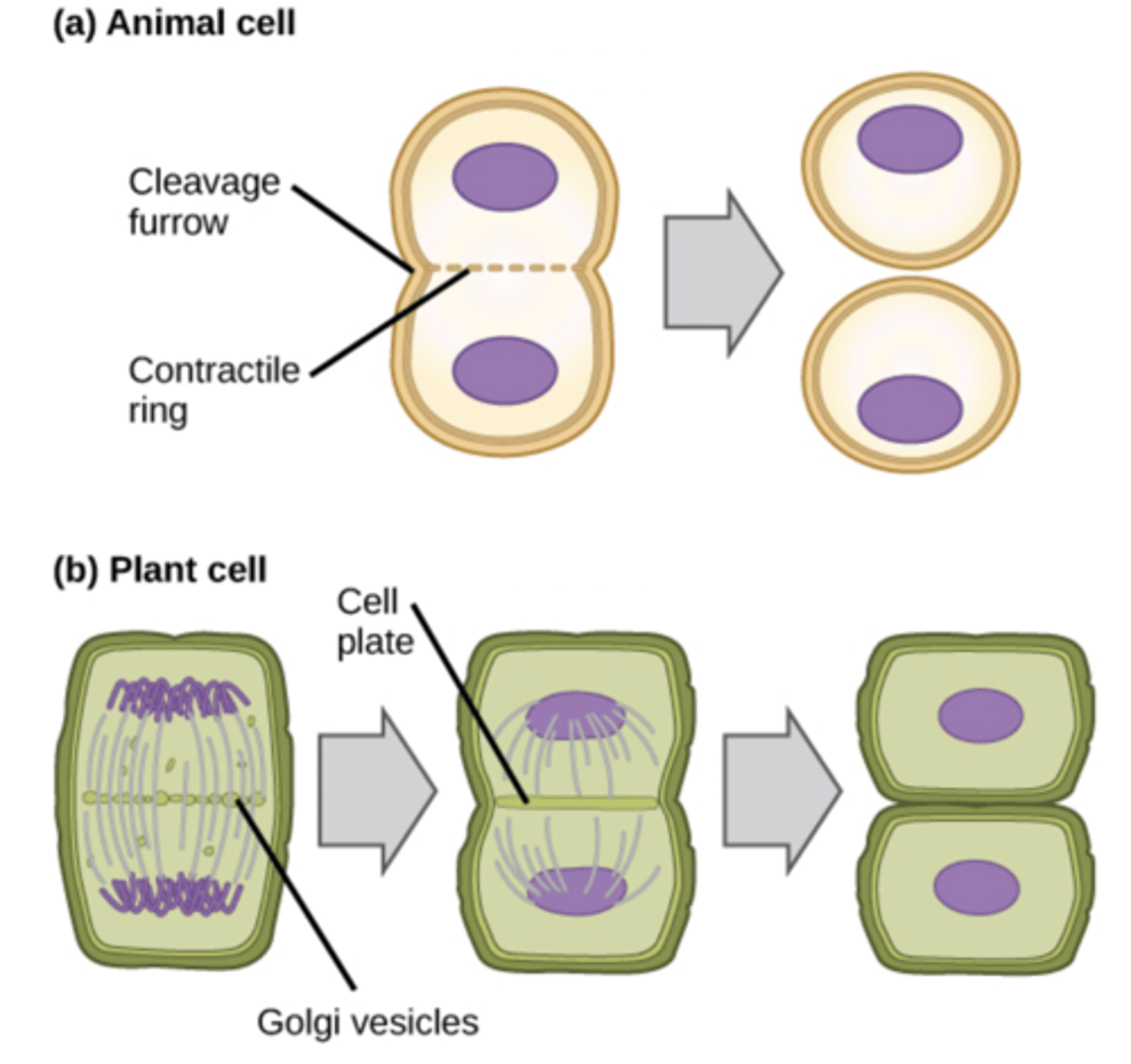 <p>1) Vesicles from the Golgi Apparatus assemble in the same place in the centre (the cell plate)</p><p>2) The vesicles fuse with each other, dividing the cell into two.</p>
